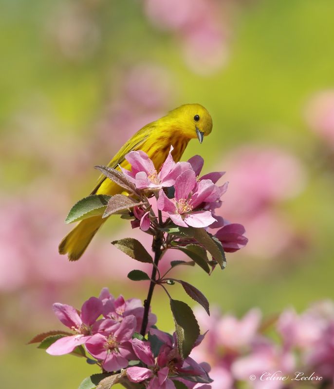 Paruline jaune Y3A4844 - Yellow Warbler