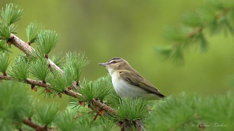 Viro aux yeux rouges Y3A4937 - Red-eyed Vireo 