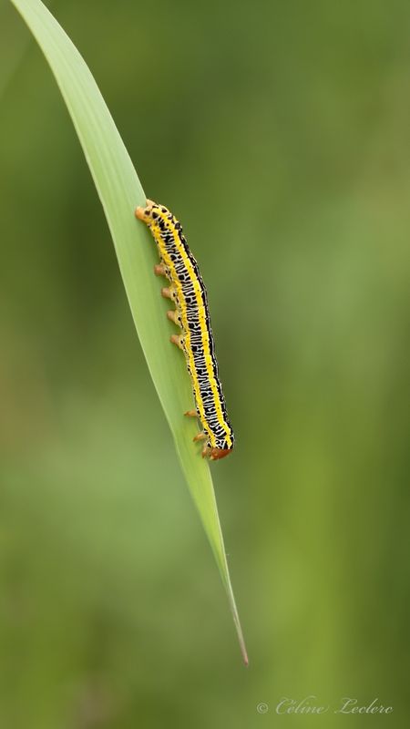 Chenille zbre Y3A5569 - Zebra caterpillar