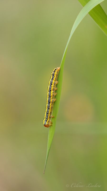 Chenille zbre Y3A5566 - Zebra caterpillar