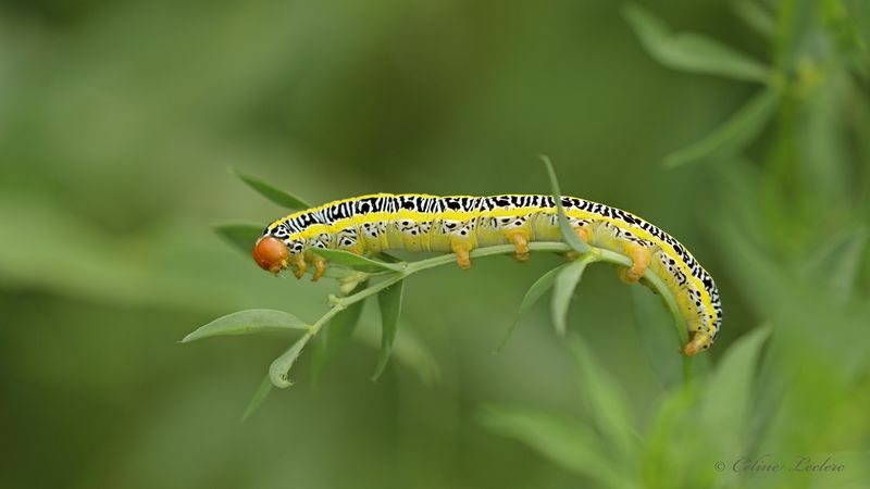 Chenille zbre Y3A6194 - Zebra caterpillar