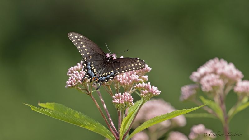 Papillon du cleri Y3A6384 - Black Swallowtail