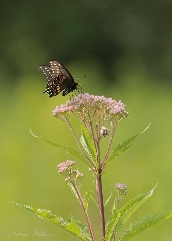 Papillon du cleri Y3A6380 - Black Swallowtail