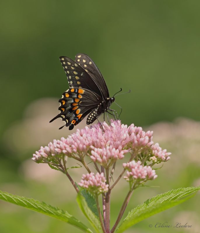 Papillon du cleri Y3A6396 - Black Swallowtail