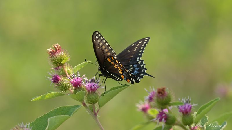 Papillon du cleri Y3A6574 - Black Swallowtail