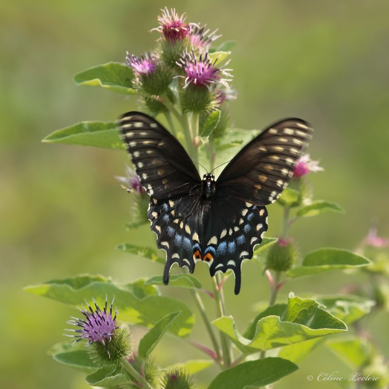 Papillon du cleri Y3A6557 - Black Swallowtail