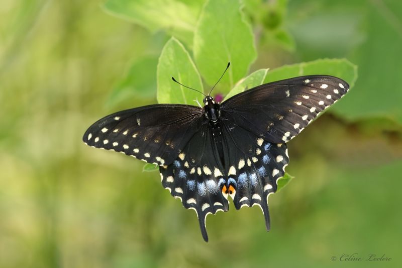 Papillon du cleri Y3A6566 - Black Swallowtail