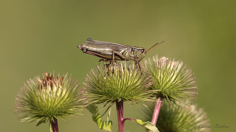 Criquet Y3A6765 - Grasshopper