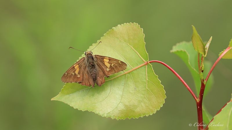 Hesprie  taches argentes Y3A6902 - Silver-spotted Skipper