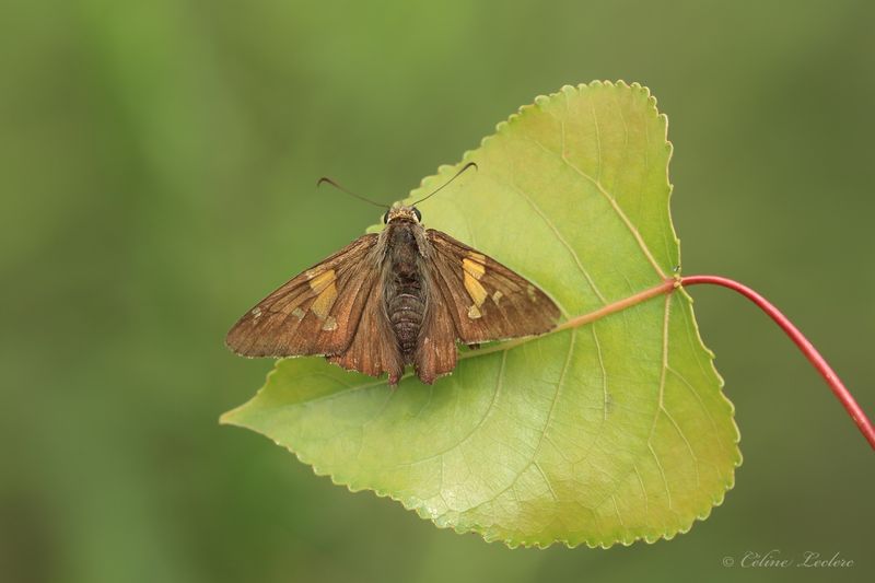 Hesprie  taches argentes Y3A6905 - Silver-spotted Skipper