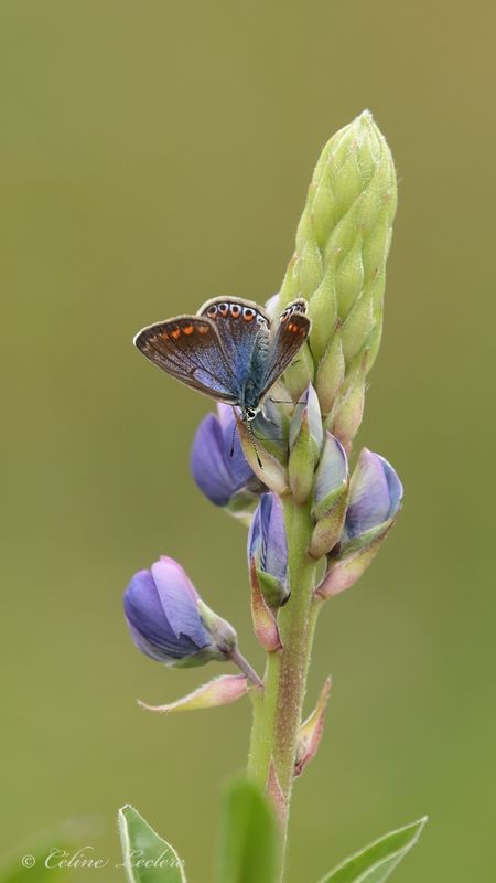 Azur commun Y3A7416 - Common blue