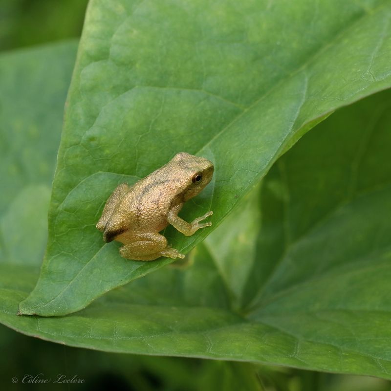 Rainette crucifre Y3A8039 - Spring peeper