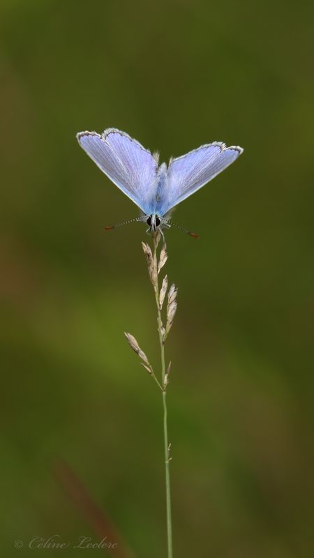 Azuré commun Y3A7576 - Common blue
