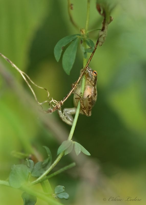 Rainette crucifère Y3A7935 - Spring peeper