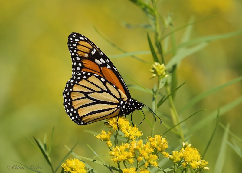 Papillon Monarque Y3A9446 - Monarch