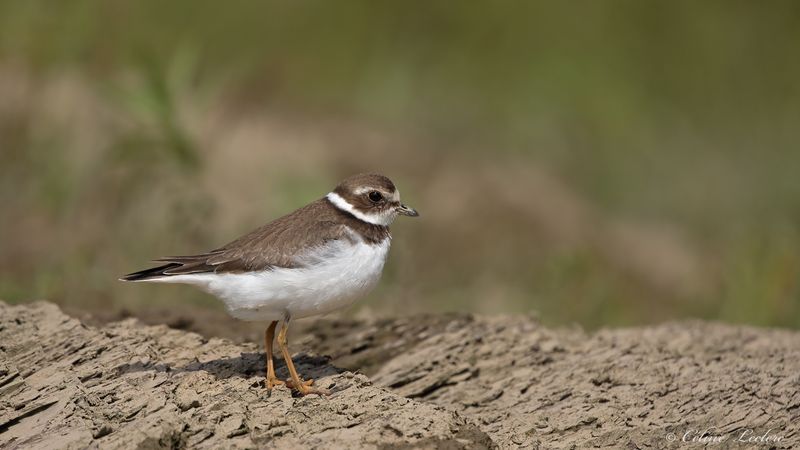 Pluvier semipalm Y3A0042 - Semipalmated Plover