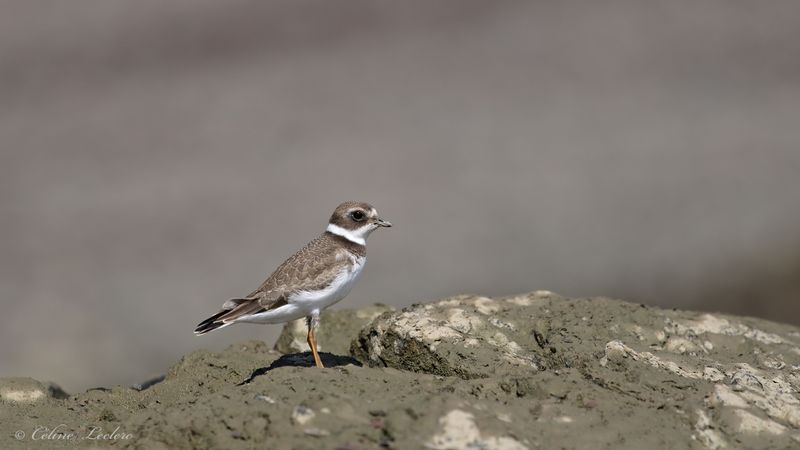 Pluvier semipalm Y3A9888 - Semipalmated Plover