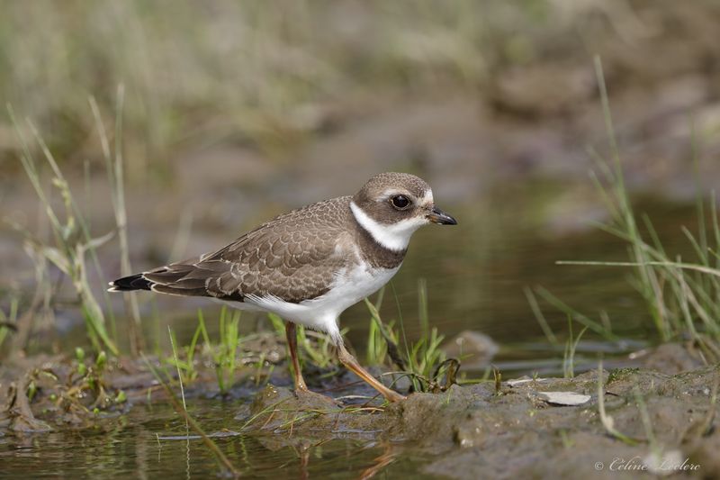 Pluvier semipalm Y3A0146 - Semipalmated Plover