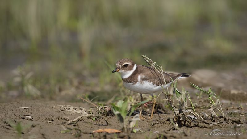 Pluvier semipalm Y3A9997 - Semipalmated Plover