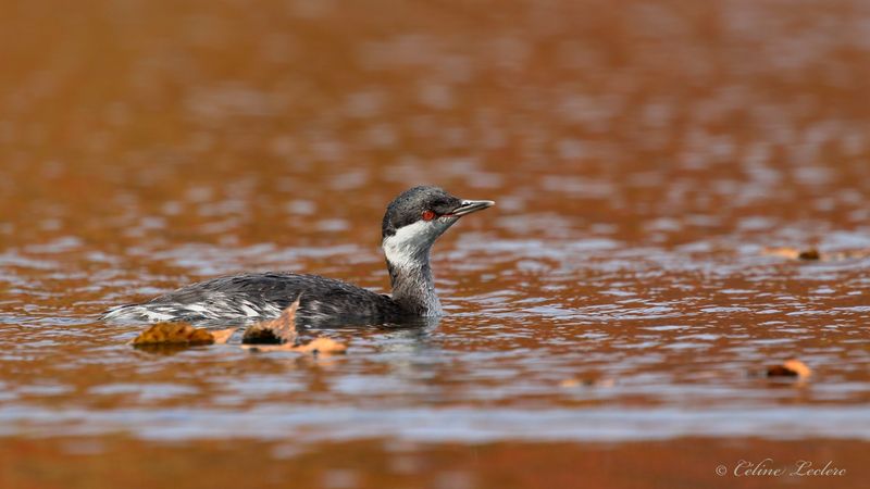 Grbe esclavon Y3A2221 - Horned Grebe