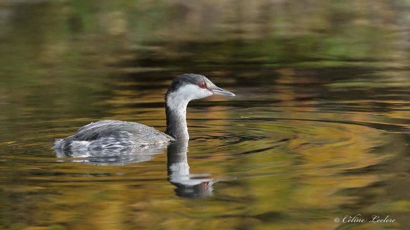 Grbe esclavon Y3A2090 - Horned Grebe