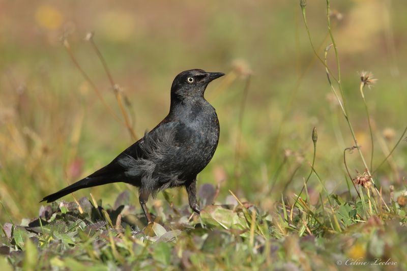Quiscale rouilleux Y3A1765 - Rusty Blackbird