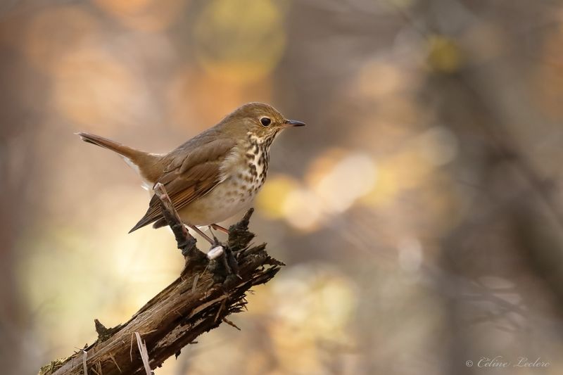 Grive solitaire Y3A1132 - Hermit Thrush