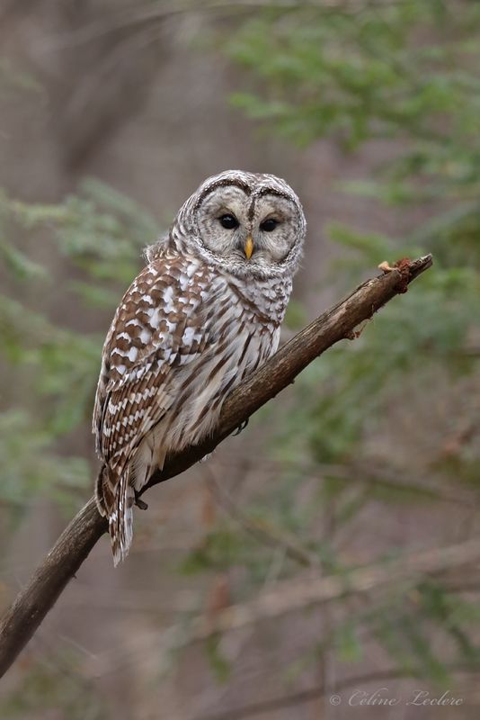 Chouette raye Y3A2112 - Barred Owl