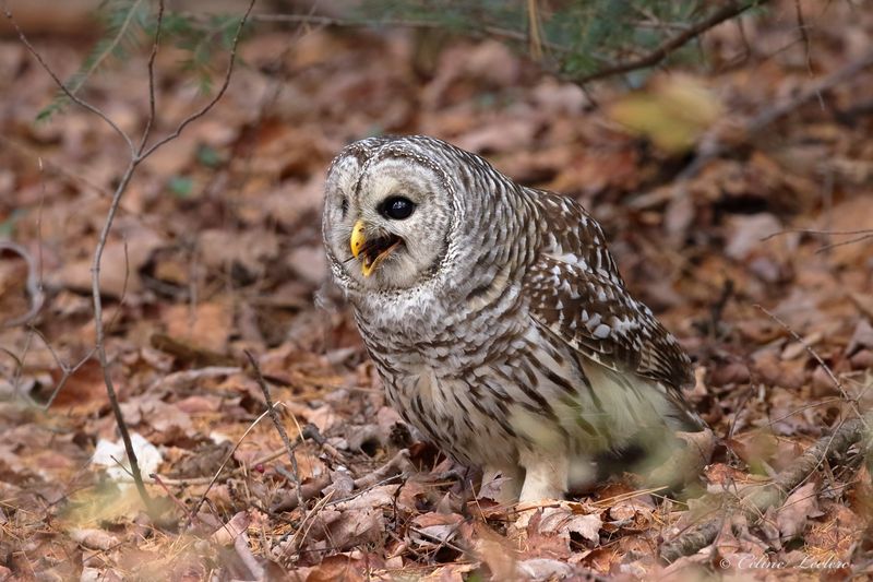 Chouette raye Y3A2162 - Barred Owl