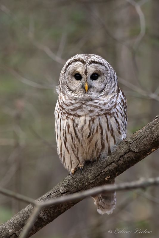 Chouette raye Y3A2122 - Barred Owl