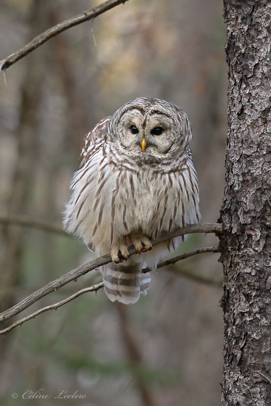 Chouette raye Y3A2181 - Barred Owl