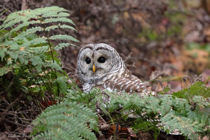 Chouette raye Y3A2267 - Barred Owl