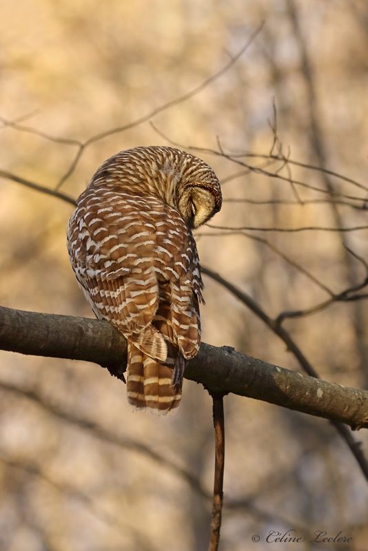 Chouette raye Y3A2412 - Barred Owl