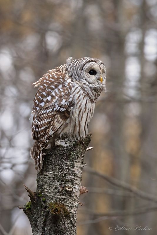 Chouette raye Y3A2362 - Barred Owl