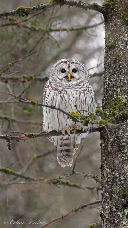 Chouette raye Y3A2629 - Barred Owl