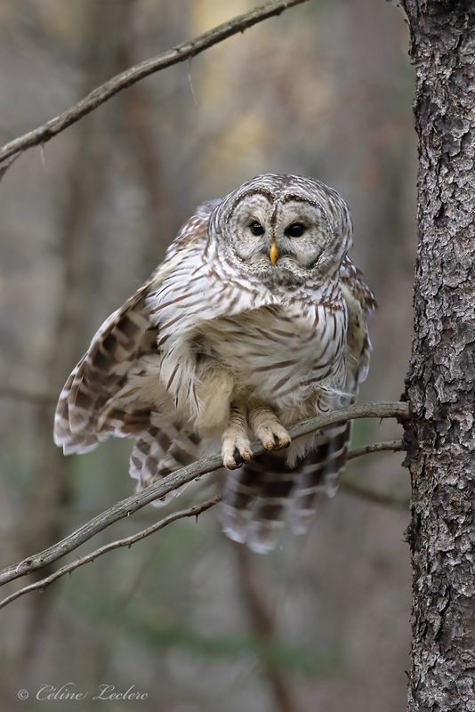 Chouette raye Y3A2178 - Barred Owl