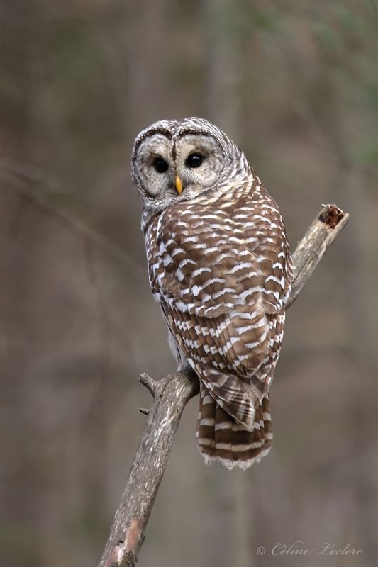 Chouette rayée Y3A2080 - Barred Owl