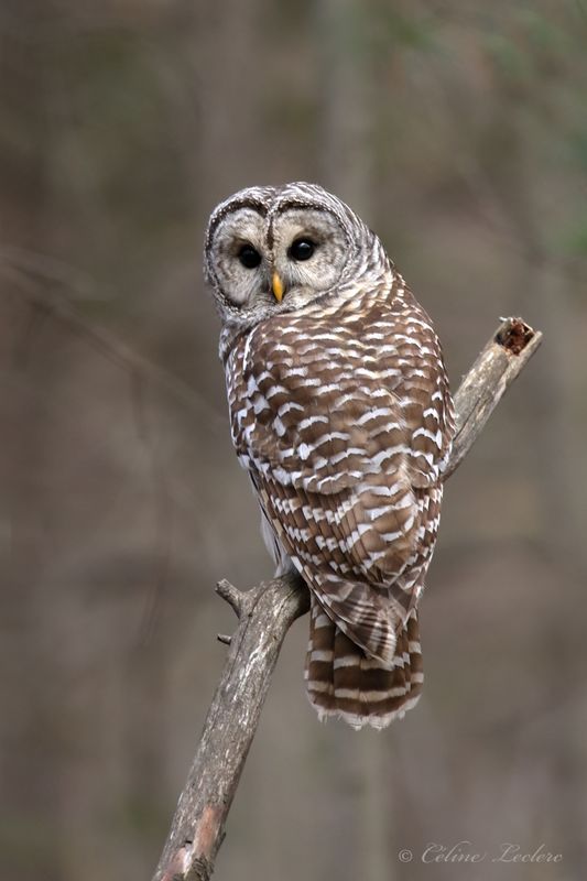 Chouette raye Y3A2080 - Barred Owl