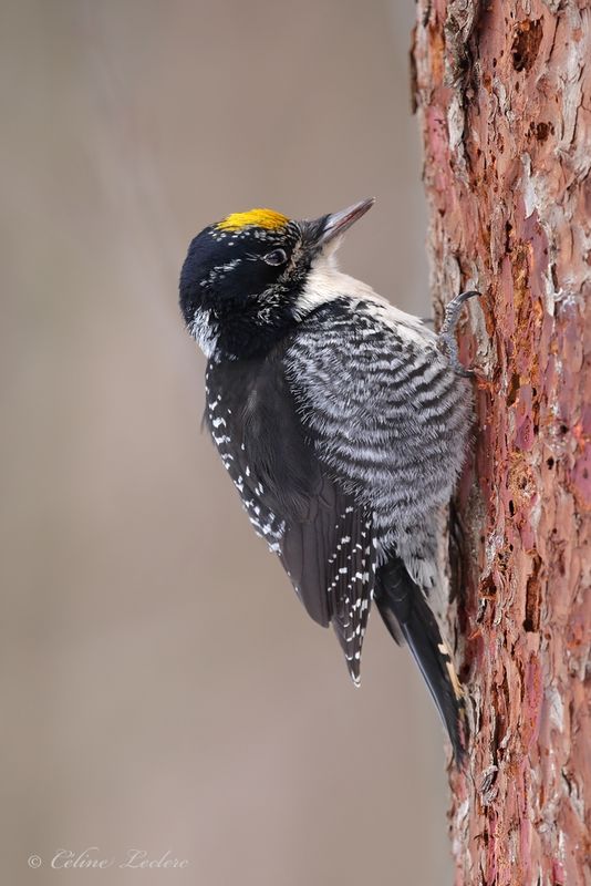 Pic  dos ray Y3A6442 - American Three-toed Woodpecker