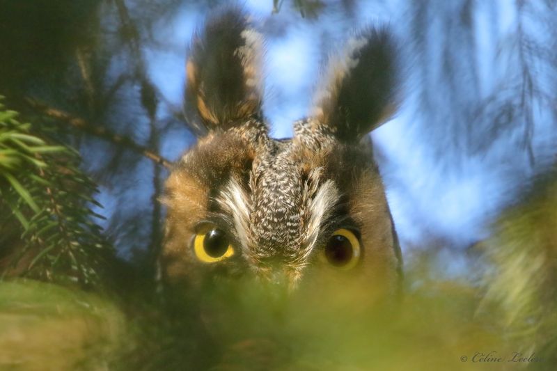 Hibou moyen-duc Y3A9094 - Long-eared Owl