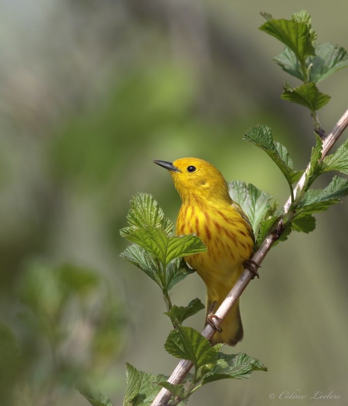 Paruline jaune Y3A3162 - Yellow Warbler