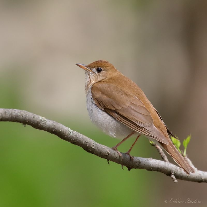 Grive fauve Y3A3175 - Veery