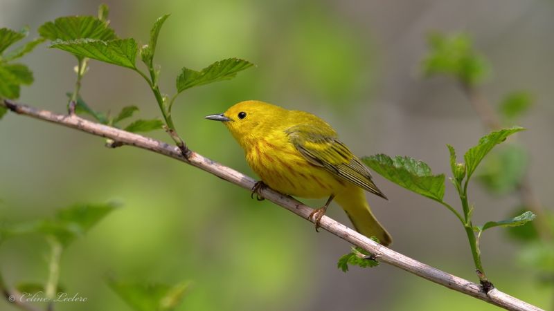 Paruline jaune Y3A3164 - Yellow Warbler
