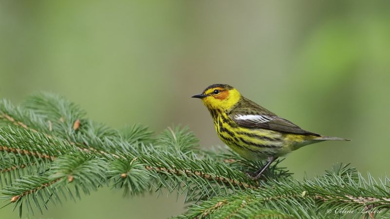 Paruline tigrée Y3A3457 - Cap May Warbler