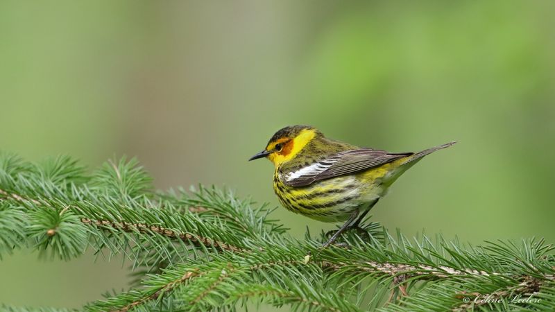 Paruline tigrée Y3A3450 - Cap May Warbler