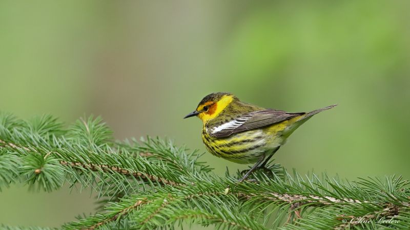 Paruline tigre Y3A3450 - Cap May Warbler