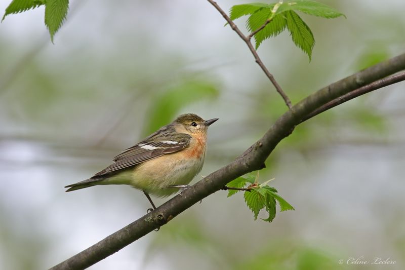 Paruline à poitrine baie Y3A3526 - Bay-breasted Warbler