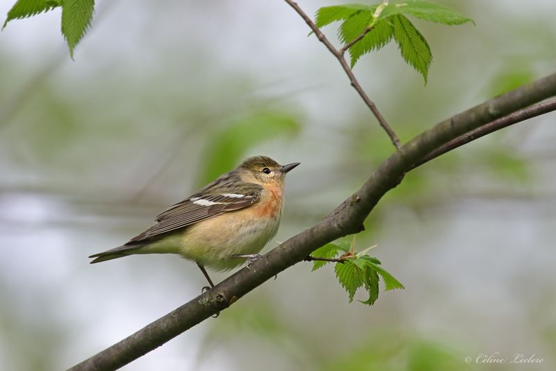 Paruline  poitrine baie Y3A3526 - Bay-breasted Warbler