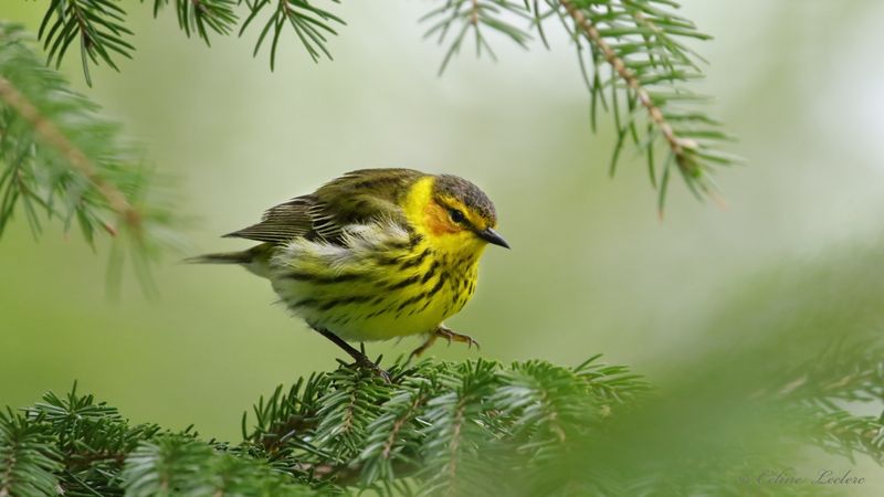 Paruline tigrée Y3A3422 - Cap May Warbler