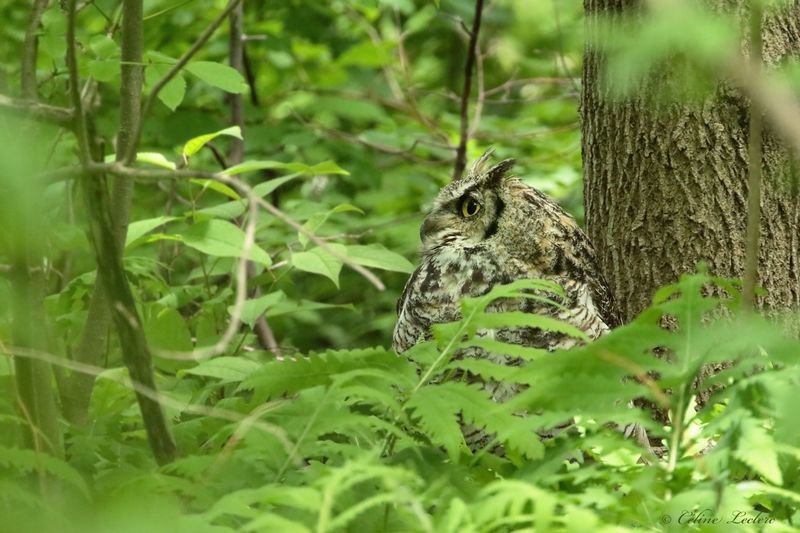 Grand duc d'Amérique Y3A4075 - Great Horned Owl